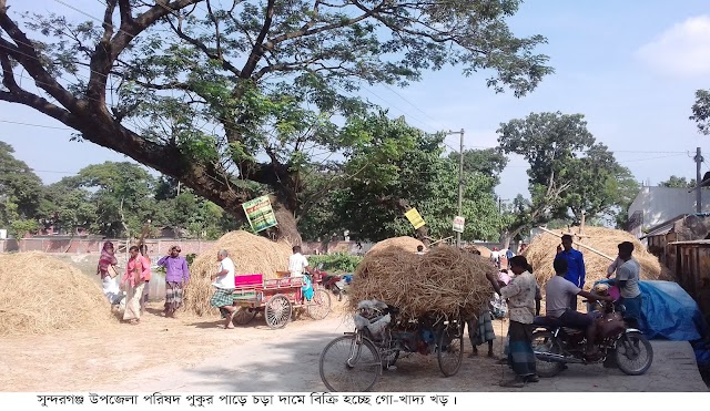 গাইবান্ধায় গো খাদ্য সংকটঃ  বিপাকে গরু খামারীরা