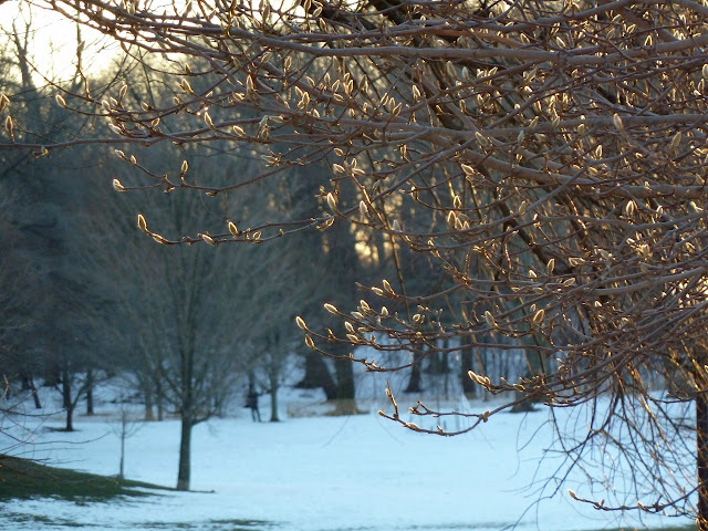 Saucer magnolia buds in winter Prospect Park