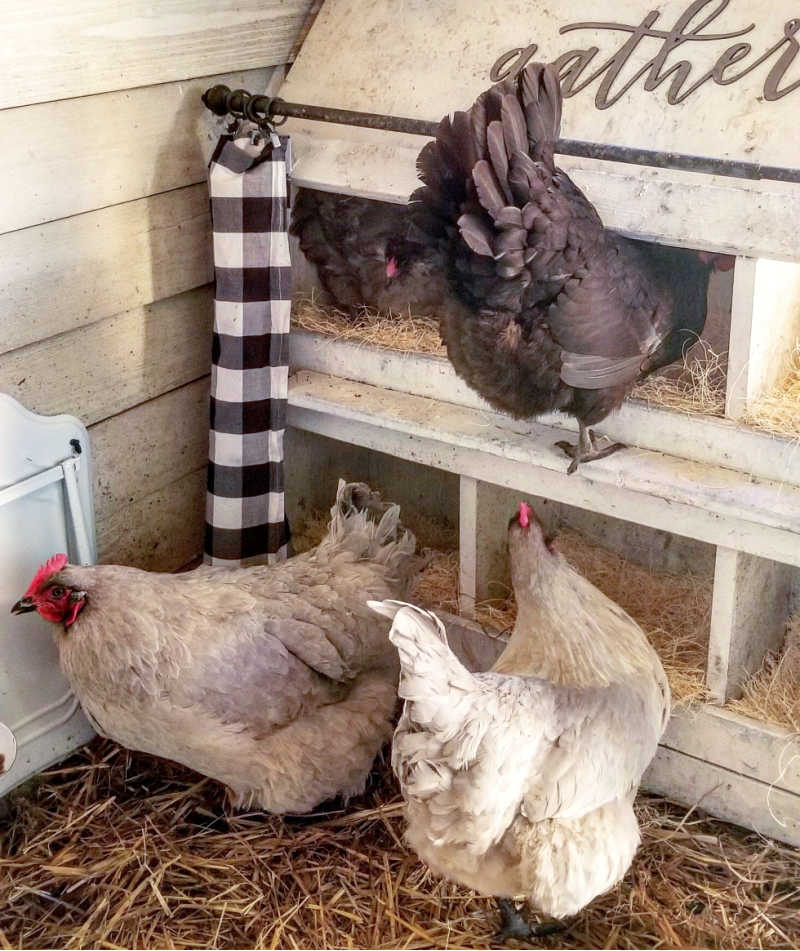 Convenient Nesting Boxes for Your Chicken Coop