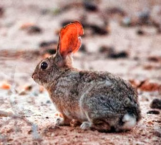Species Hispid hare | Good Picture Animals