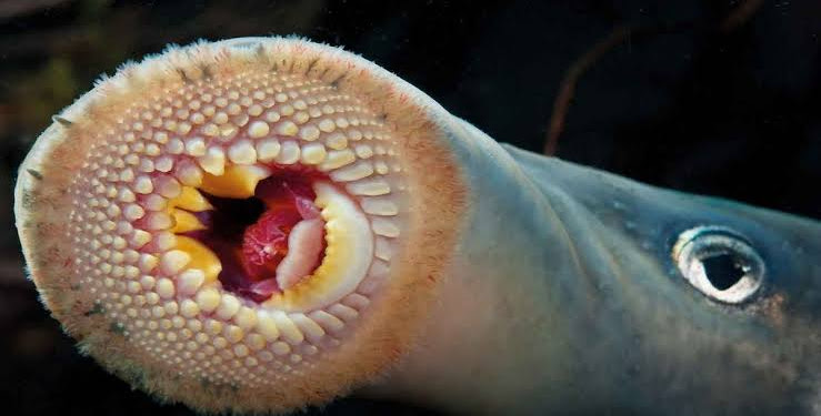 4 Ikan Bergigi Unik yang Bisa Membuat Anda Tercengang 4 Ikan Bergigi Unik yang Bisa Membuat Anda Tercengang