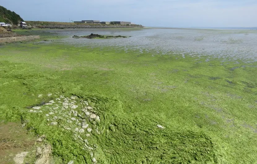 Algues vertes en Bretagne :Une nouvelle alerte « contre le déni des autorités sanitaires devant le danger de l’hydrogène sulfuré dans les sédiments sableux et vaseux du littoral »
