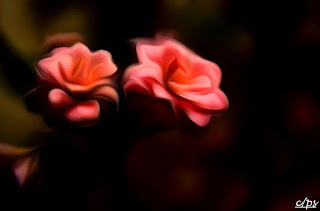 Blumen, flores, Flower, fleurs, květiny, Flores, blomme, blommor Blumen, flores, Flower, fleurs, květiny, Flores, blomme, blommor, çiçekler, kwiaty, Flor, Hoa, nở hoa, floración, bloom, Kukka, kukinta, La floraison, Fiore