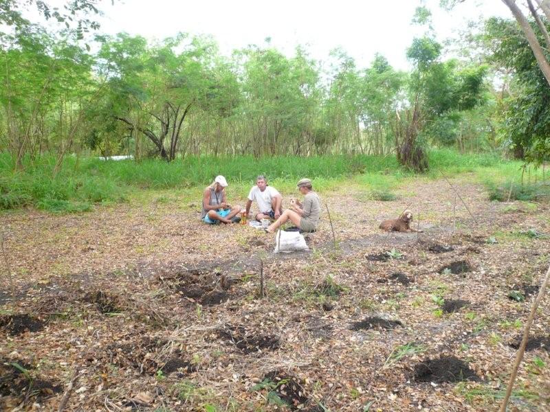 Naciriyawa our farm in Fiji planting pineapples