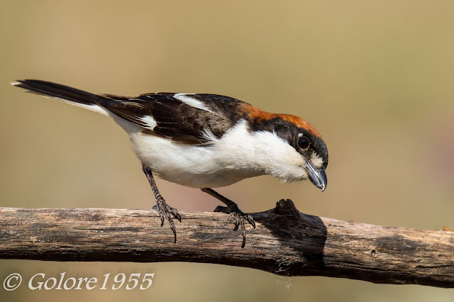 FOTOGRAFÍA DE FAUNA: AVES-VARIAS