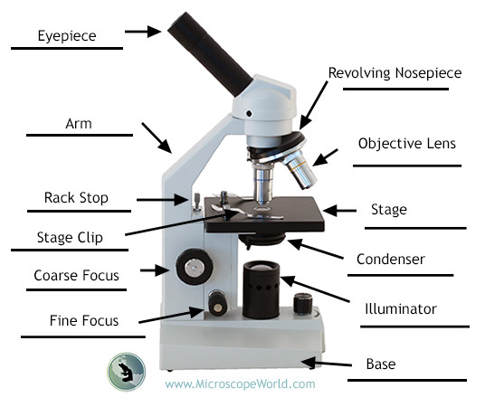 Microscope World Blog: Labeling the Parts of the Microscope