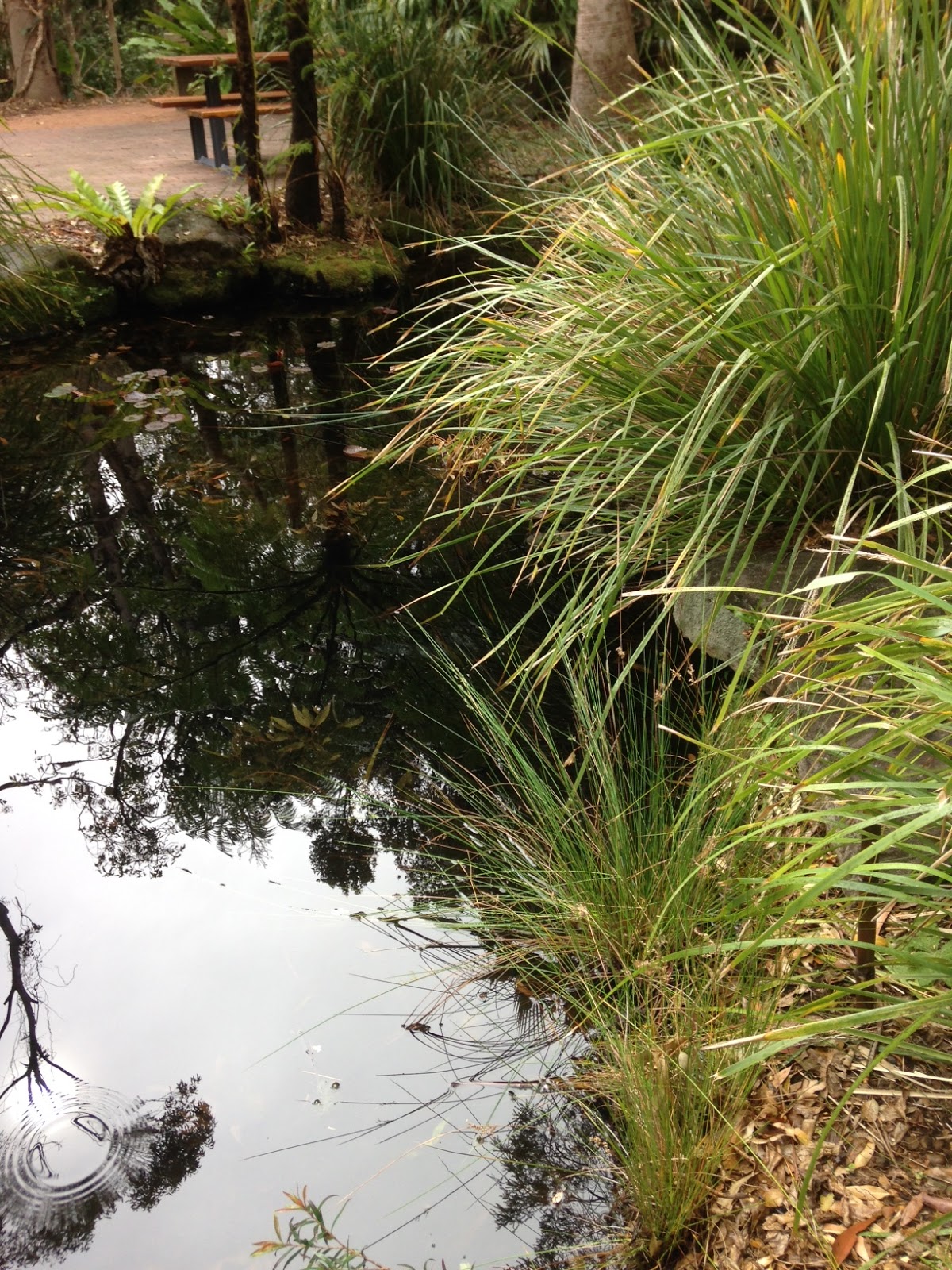 How to create a frogfriendly garden Growing Illawarra Natives