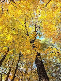 Yellow Fall leaves in Saratoga Spa State Park