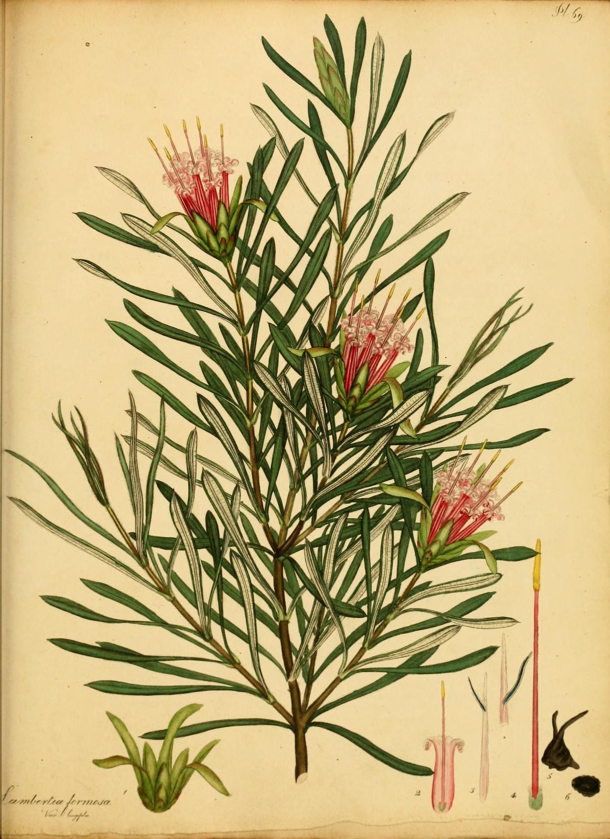 Only plants. Рисунок австралийских растений. Ботанический рисунок цветка сочинского национального парка.