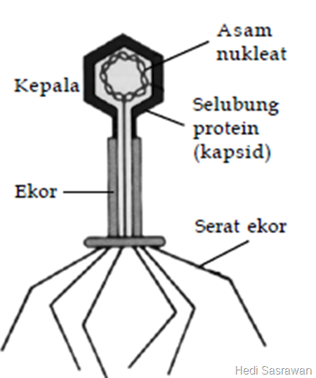 Pengertian Ciri Stuktur Tubuh Reproduksi Dan Peranan Virus Biologi Kelas X Ipa Sma Ma Biologine Pak Mycunk Pengertian Ciri Stuktur Tubuh Reproduksi Dan Peranan Virus Biologi Kelas X Ipa Sma Ma Biologine Pak Mycunk