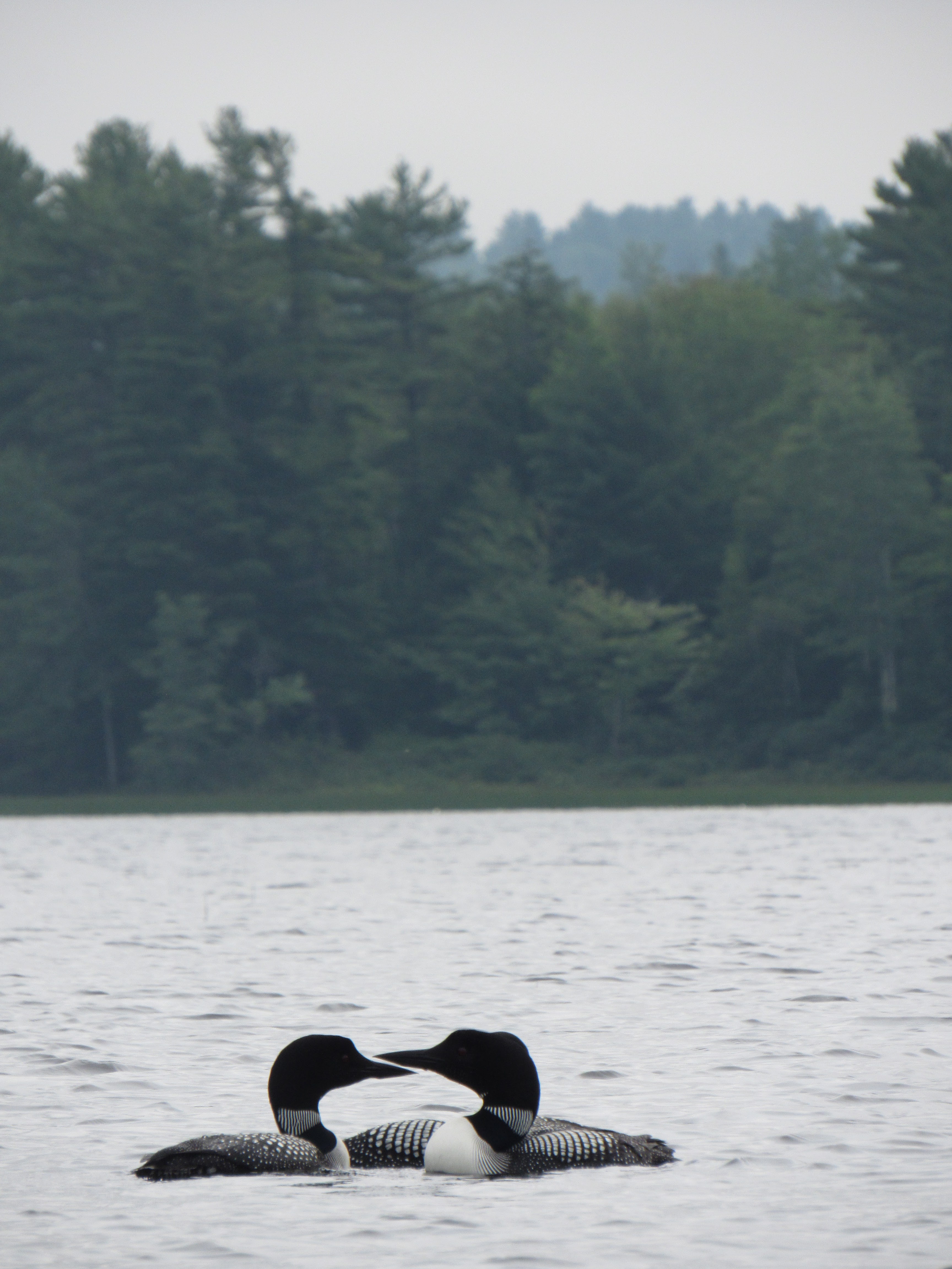Recreational Kayaking in Maine Branch Pond, Palermo