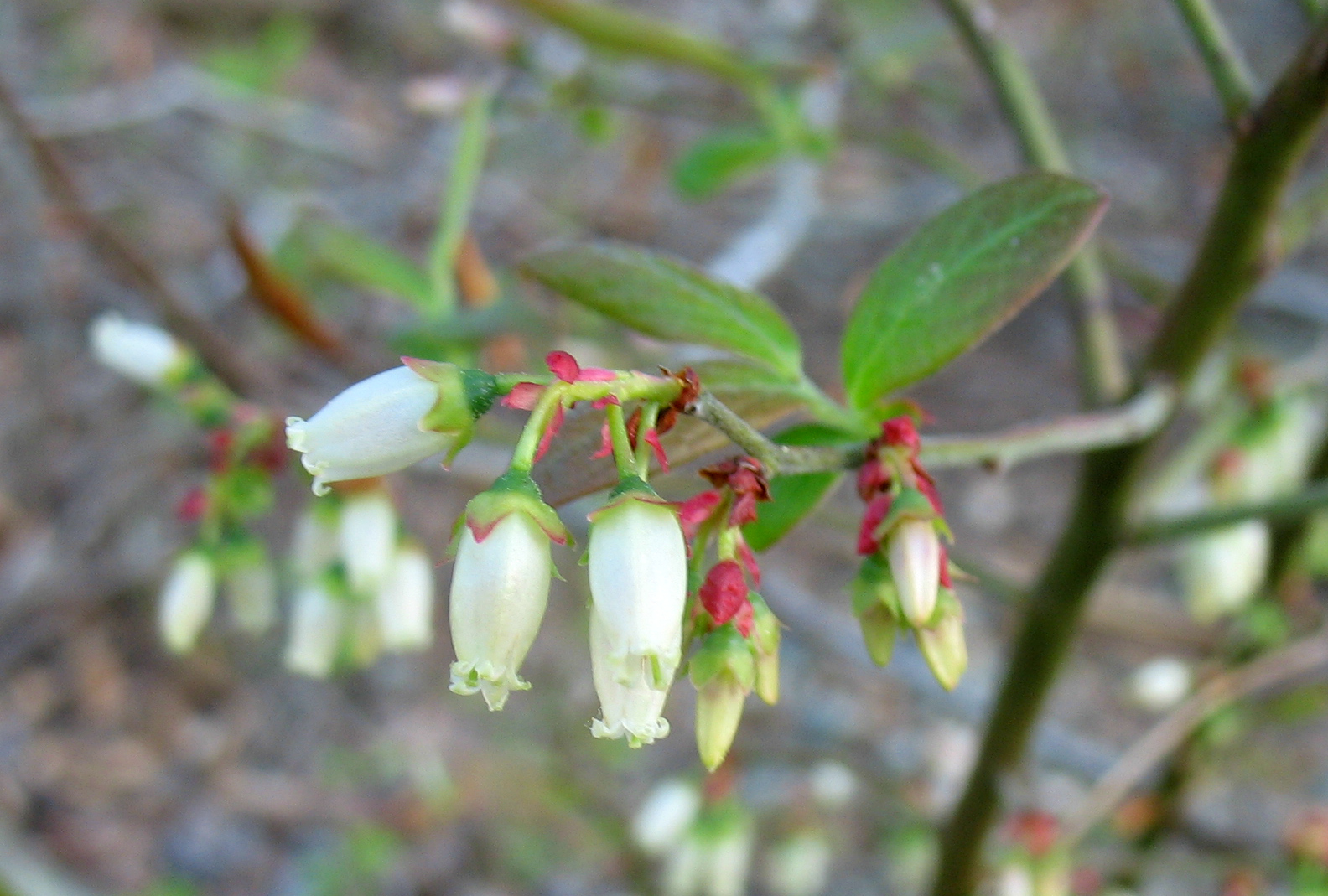 Using Native Plants Native Fruits in