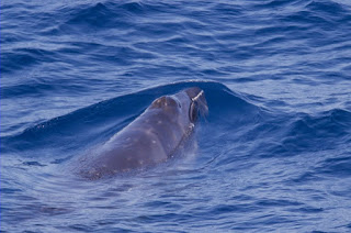 Pygmy beaked whale