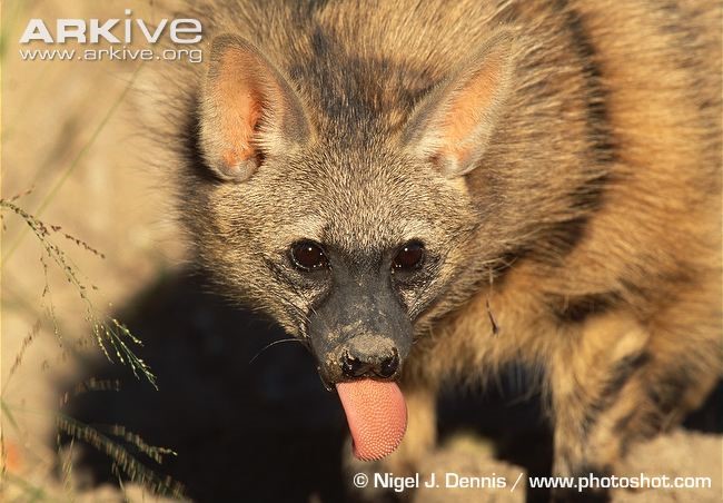 Notes From Kenya: MSU Hyena Research: The Hyena Family!
