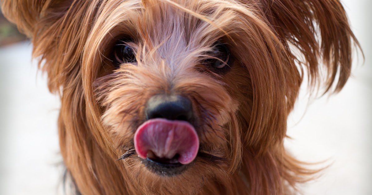 Shelter Dogs of Portland "JOJO" aka "BANJO" Happy Adoption Update!