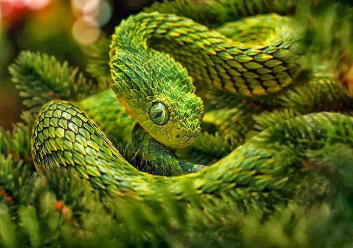 Biologia-Vida: Víbora espinhosa do arbusto / Spiny bush viper (Atheris