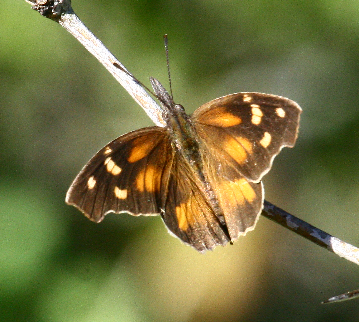 Texas Butterflies of Carolyn Ohl Snout, American