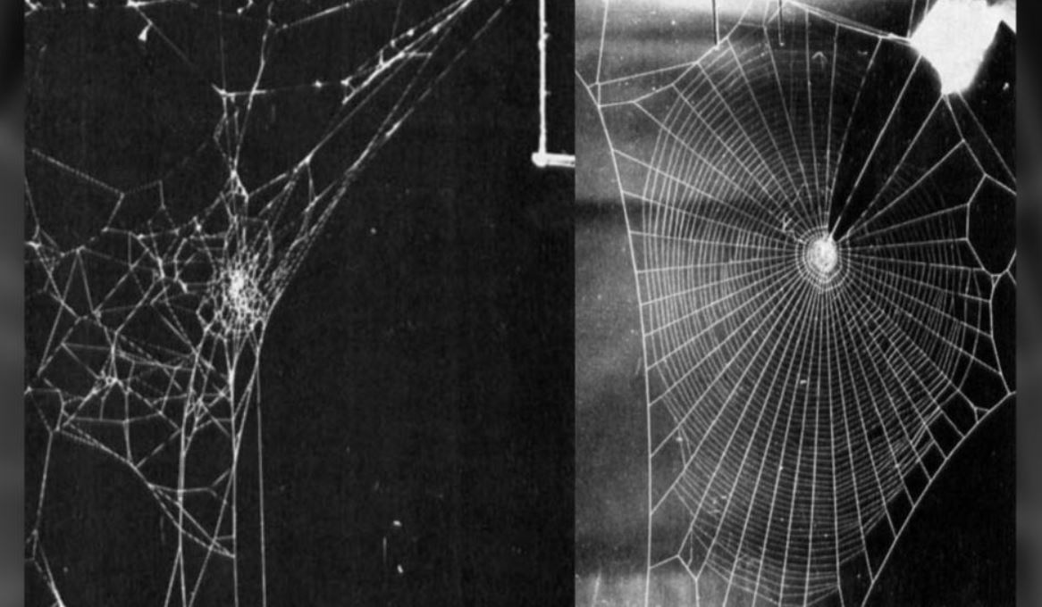 Örümcek ağı yapımı örümcekler arasında ne kadar farklılık gösterir? Örümcek ağı çeşitleri nelerdir? Tüm örümcek ağları aynı mıdır?