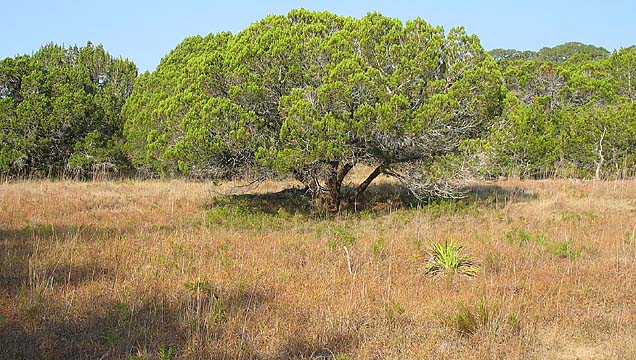 Compañeros de viaje: Cedro de montaña (Juniperus ashei)