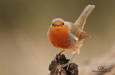 Petirrojo (Erithacus rubecula)