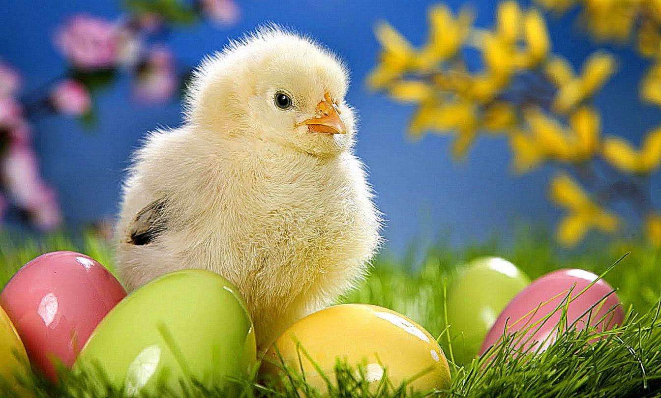 Chick easter wallpaper Animal