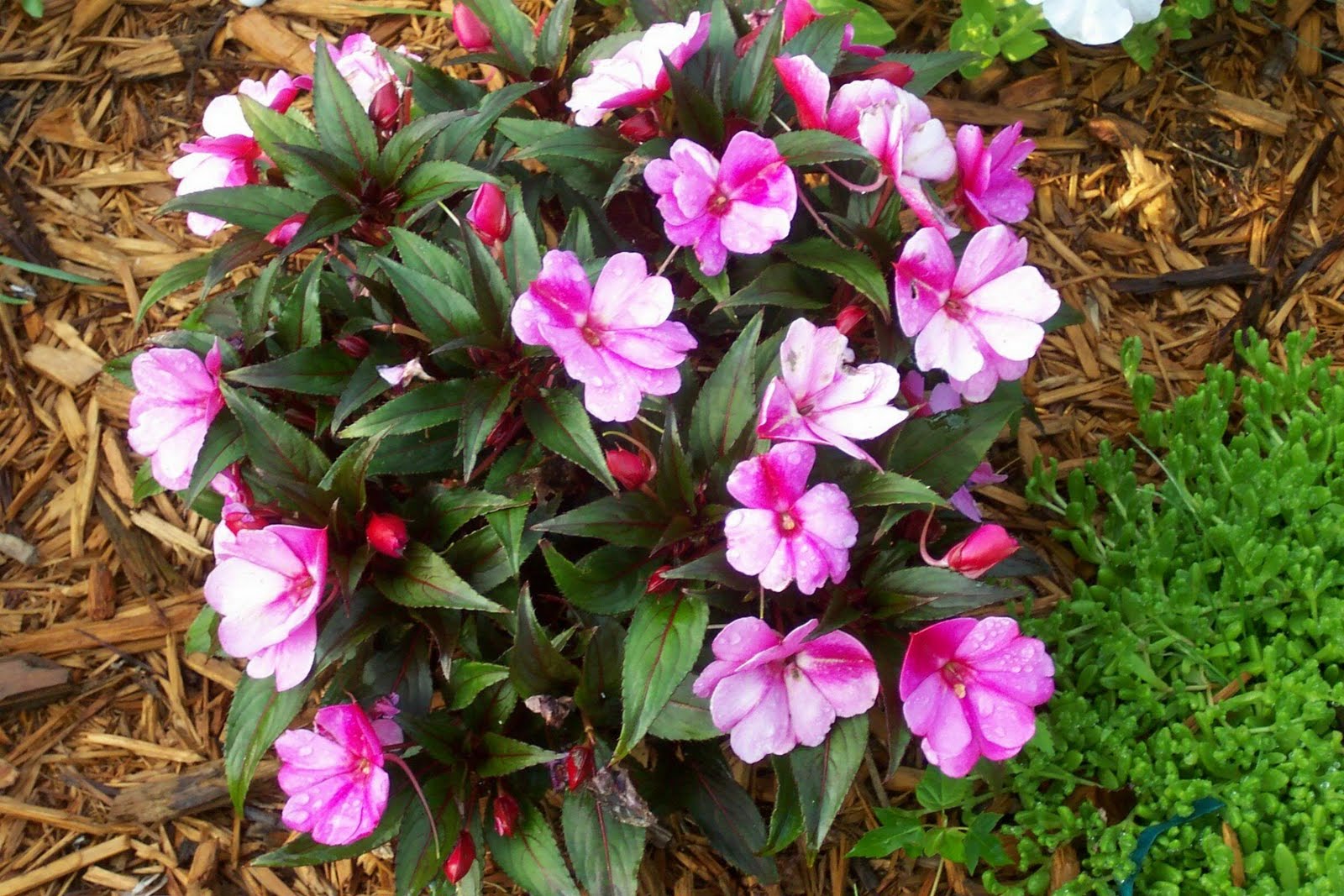 Diary of a Plant Obsessed Aspiring Gardener Our Future Yard