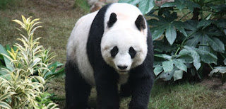 panda gigante 