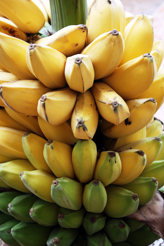 Kebun Pisang  Pisang  Kepok  Kalimantan