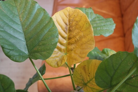 ウンベラータの葉が黄色くなったら 葉焼けしたら ウンベラータブログ
