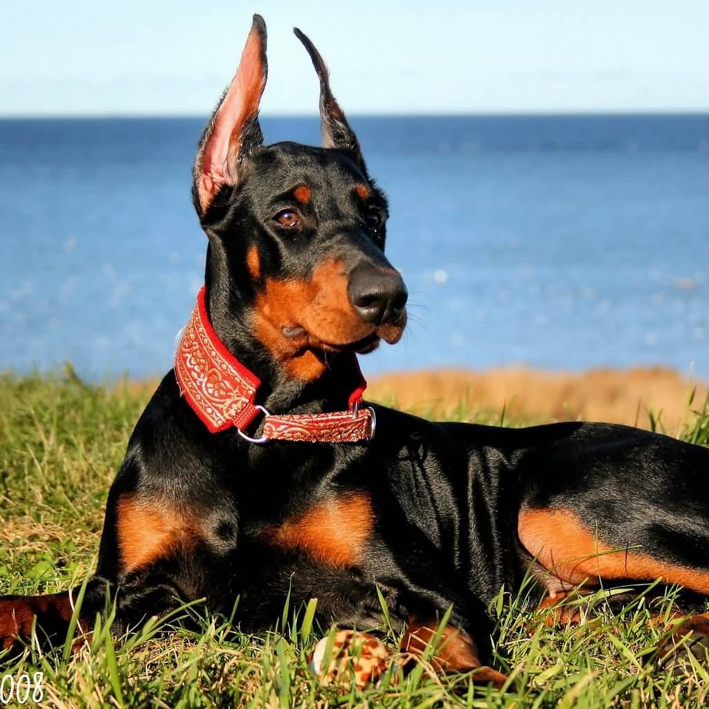 Doberman Pinscher collection