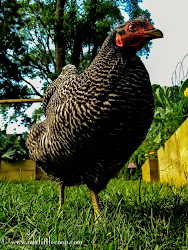 control bug friendly chickens pest weed chicken coop most eco