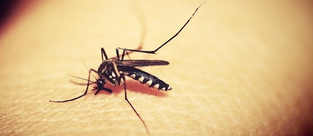 Roncador entra em situação de epidemia. Já são 67 casos de dengue confirmados!