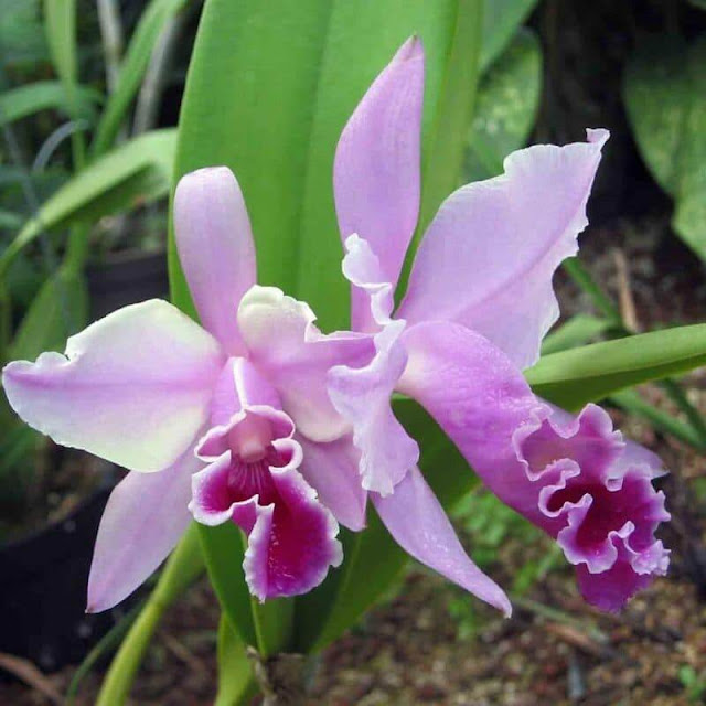 Cattleya labiata