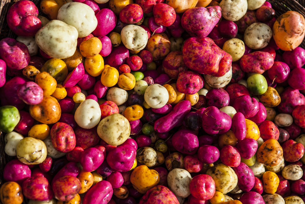 4000 Different Types of Potatoes in Peru Peruvian Potatoes Amazing