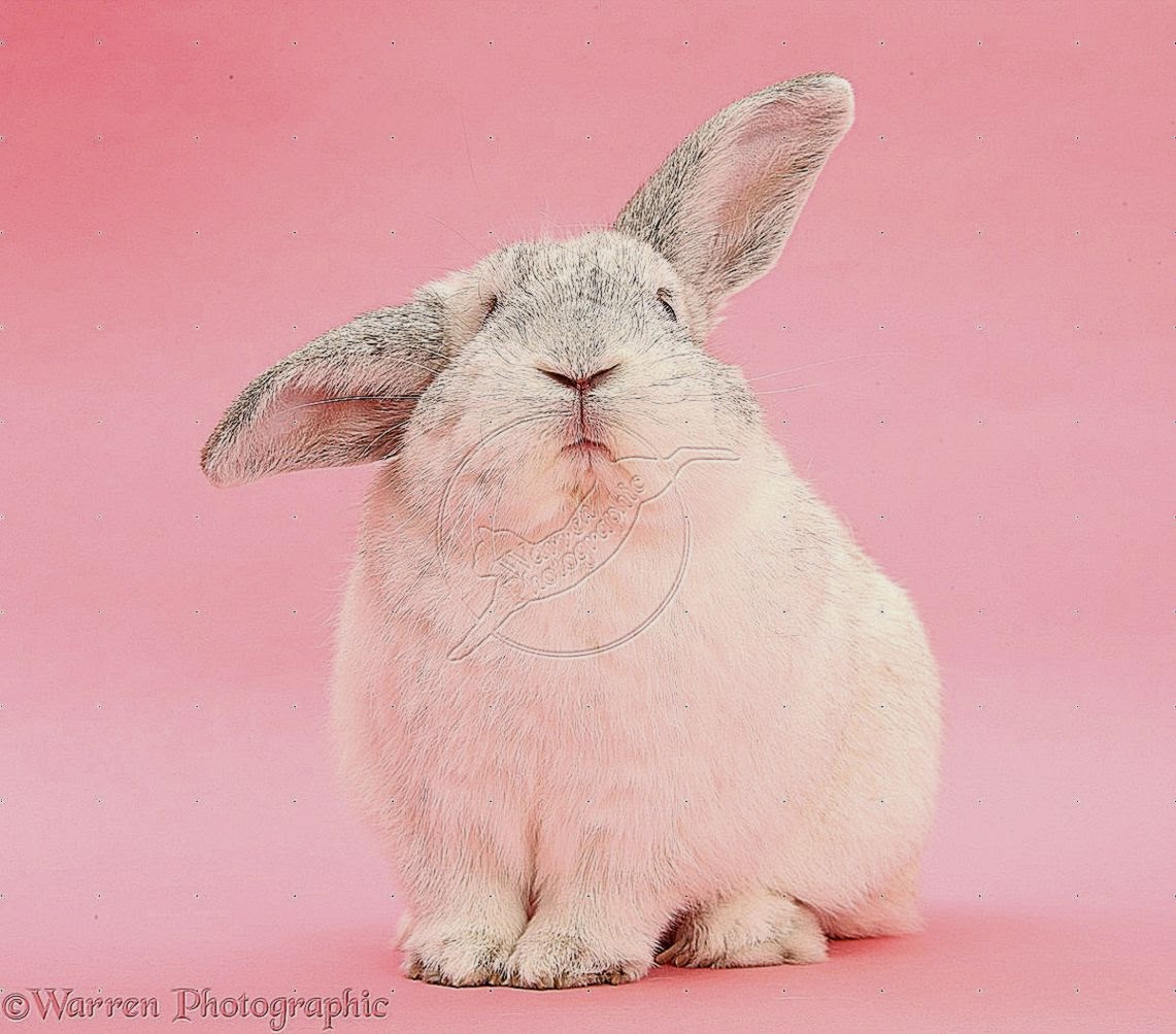 Rabbit Background Pink