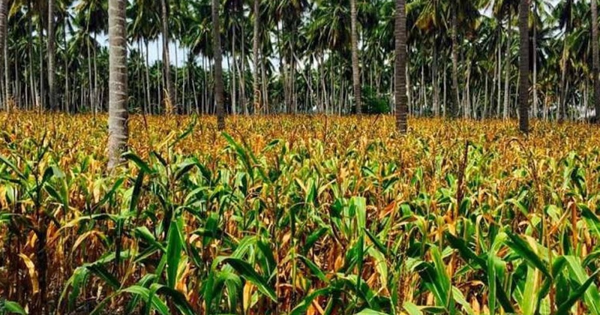 What are the Types of Agroforestry?