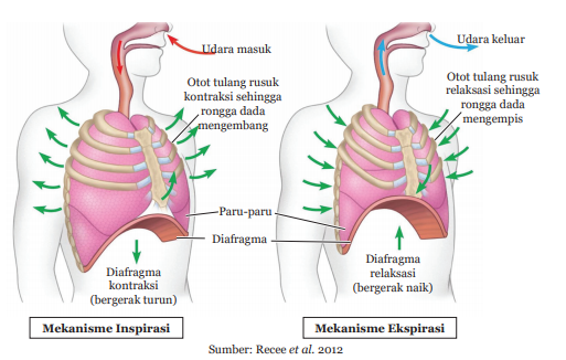 Mekanisme Pembentukan Harga Yang Terjadi Pada Sistem Ekonomi