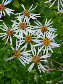 Symphyotrichum ontarionis Ontario aster by garden muses-not another Toronto gardening blog