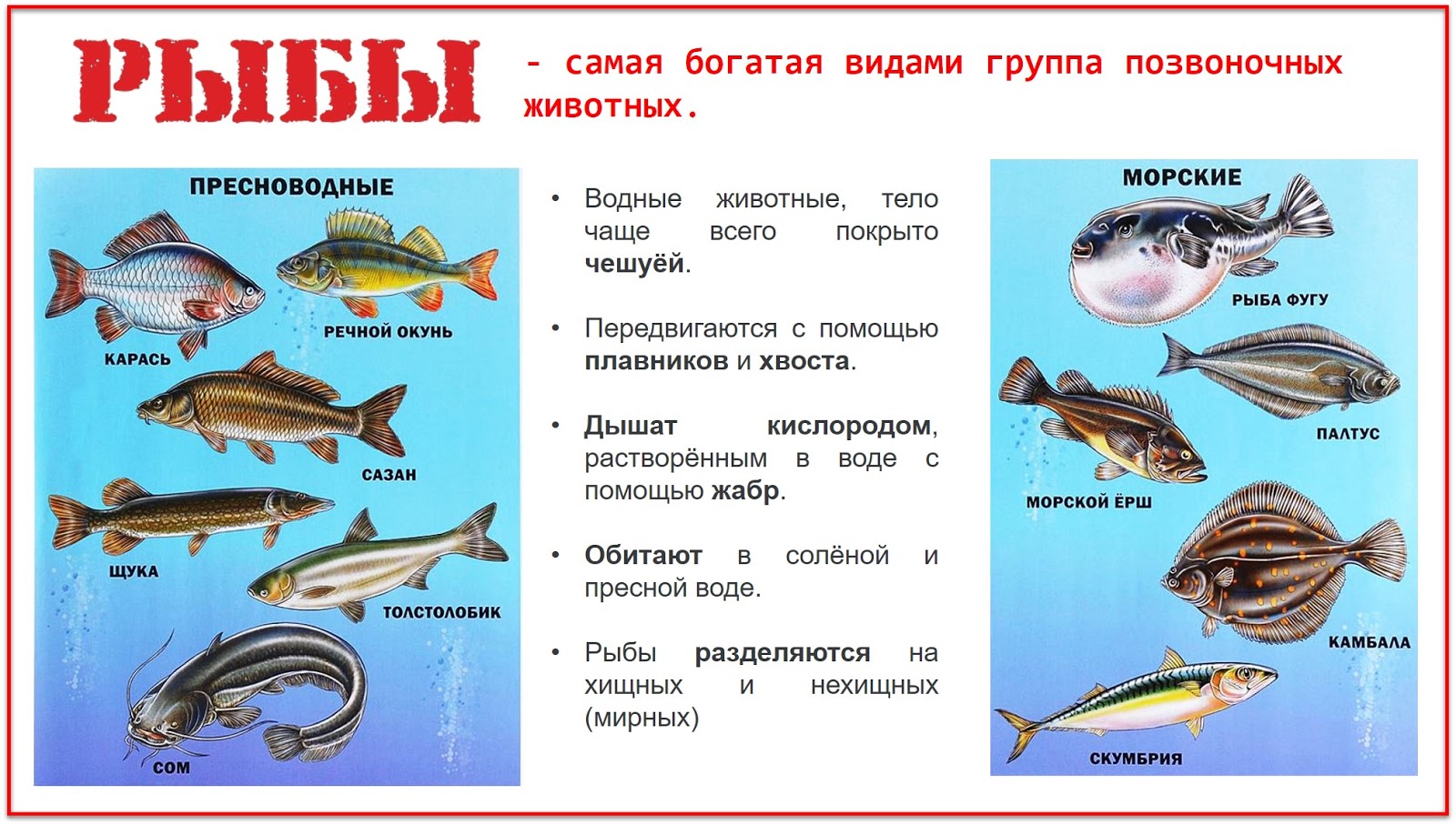 Каких домашних млекопитающих рыб разводят люди. Позвоночные рыбы. Группа животных рыбы. Тип позвоночные рыбы. Класс рыбы представители.