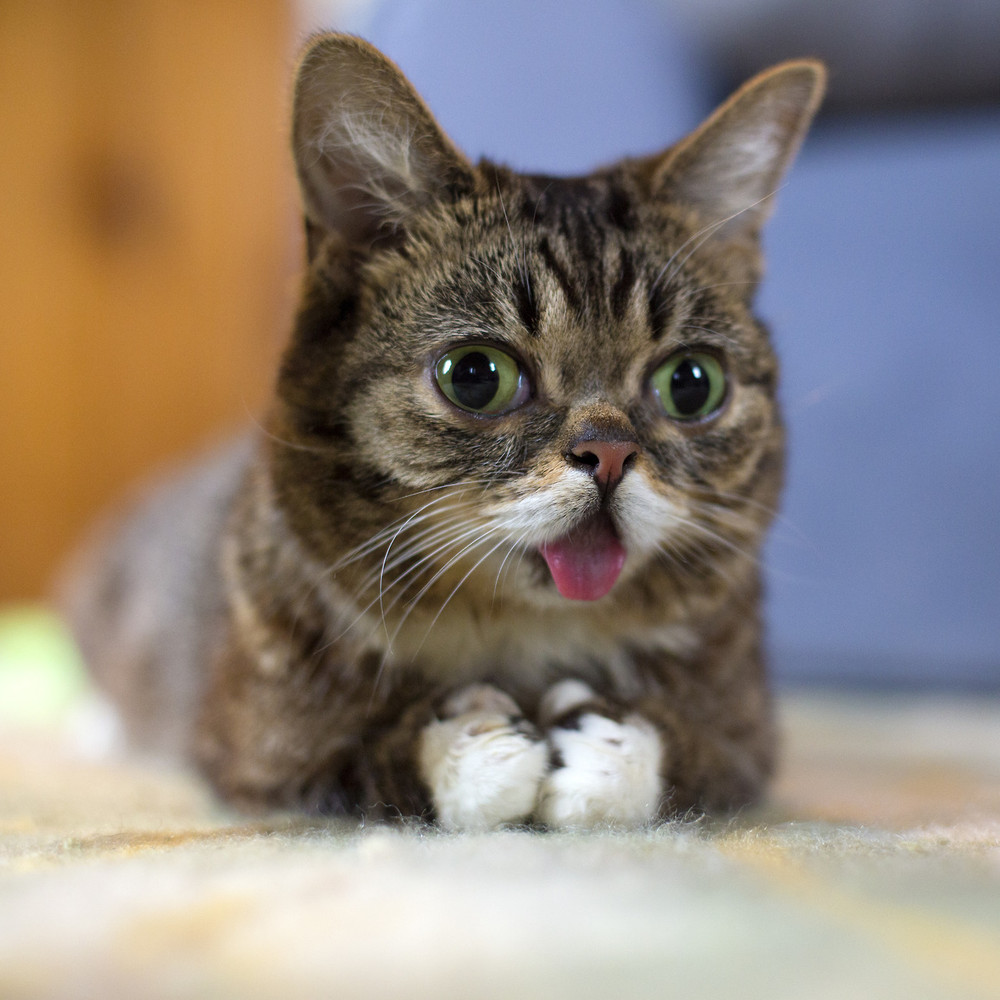 Lil Bub, World's Largest Kitten