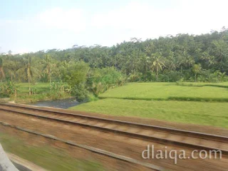 sawah (lagi)