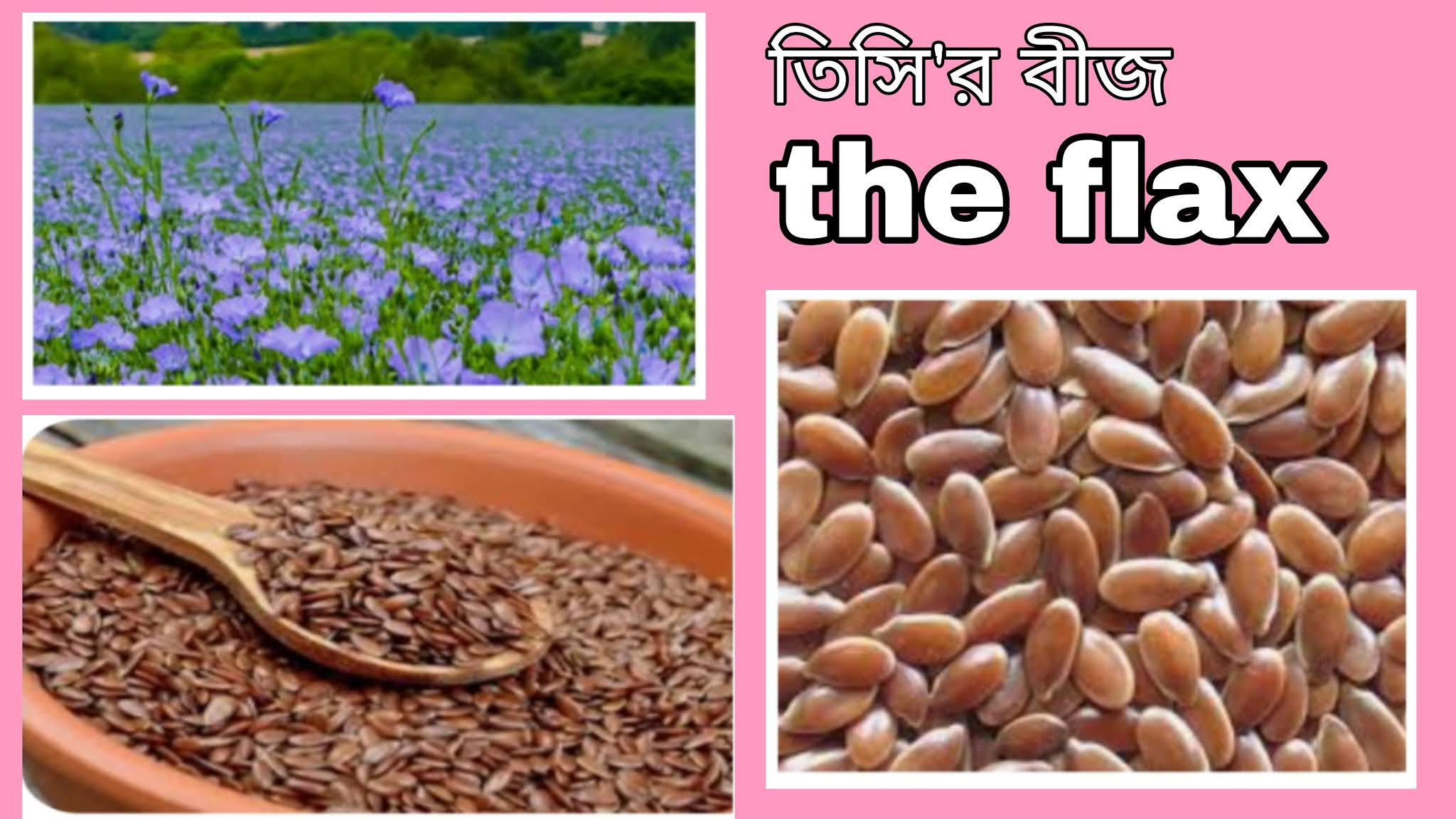 তিসি'র বিজের গুনাগুন এবং উপকারিতা poempen