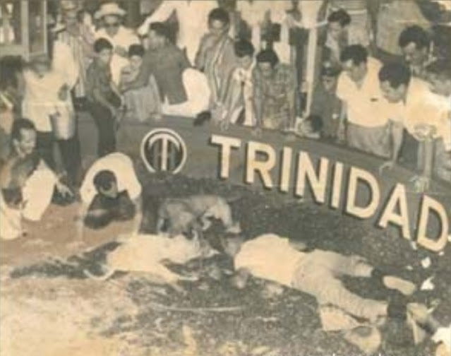 Chó PITBULL THUẦN CHỦNG Cajun Rules Luật thi đấu Dog Fighting