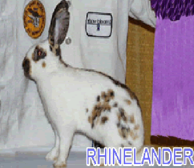 MINOR SPECIES 257671 SENA ( Apartado - Antioquia) Colombia