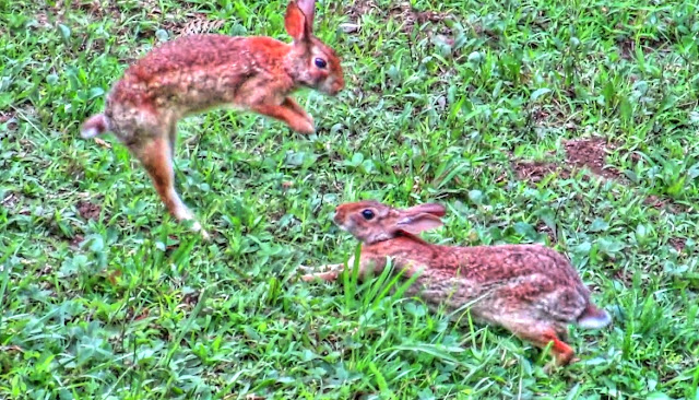 Wild Rabbit Bonding and Courtship Behavior