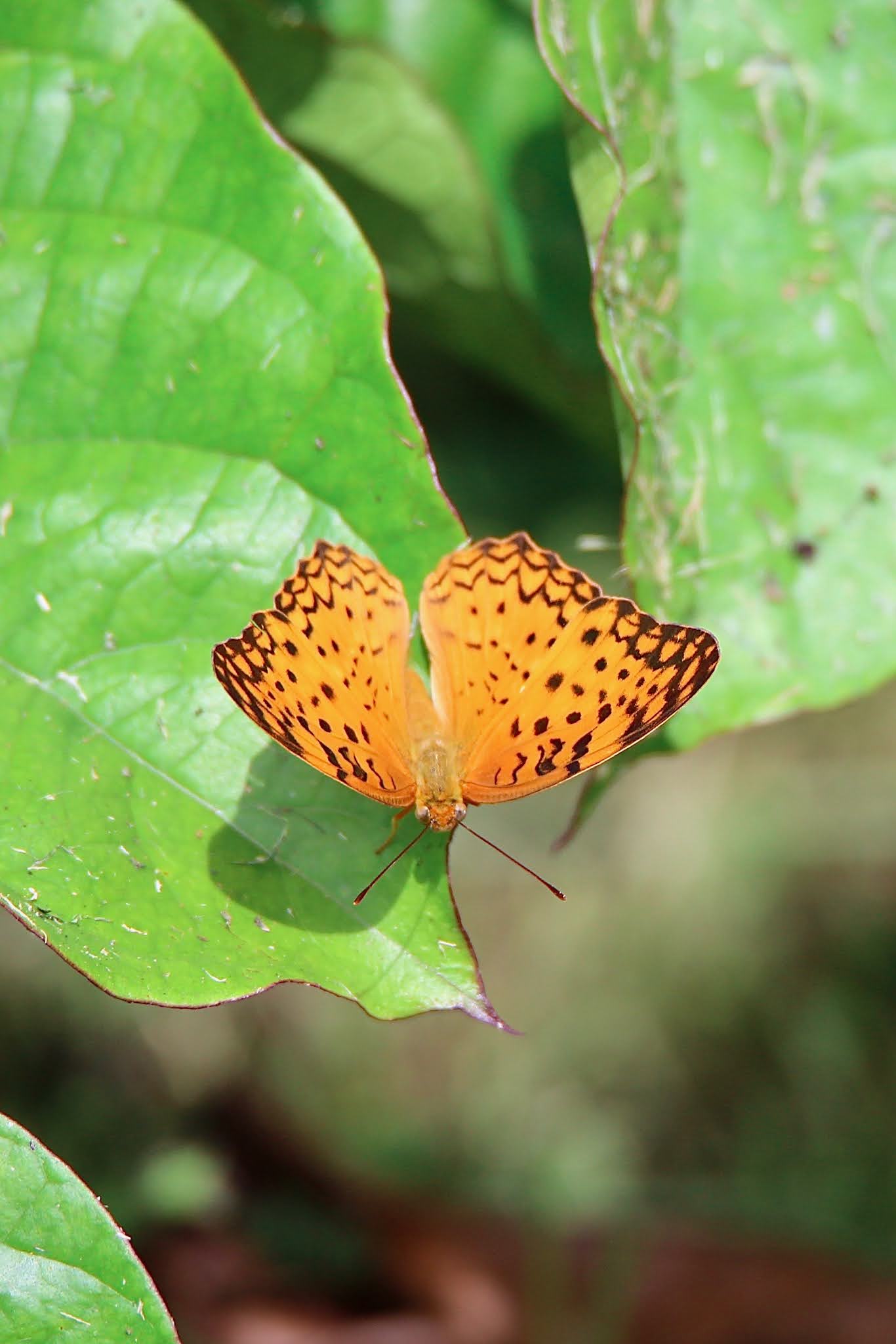 Common Butterflies of Koramangala, Karnataka