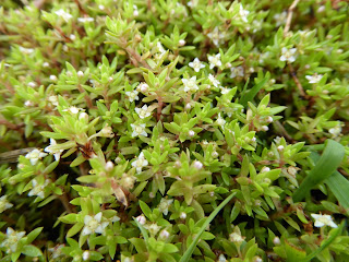 New Zealand Pigmyweed (Crassula helmsii)