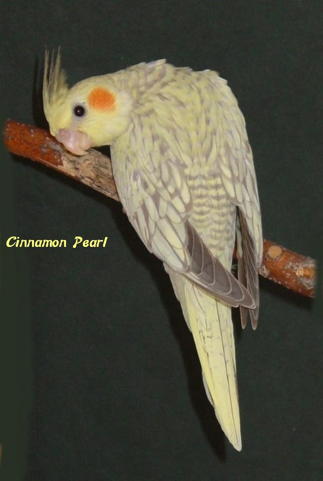 MUTAÇÕES DE CALOPSITAS - A Calopsita