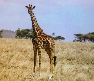giraffes west tanzania