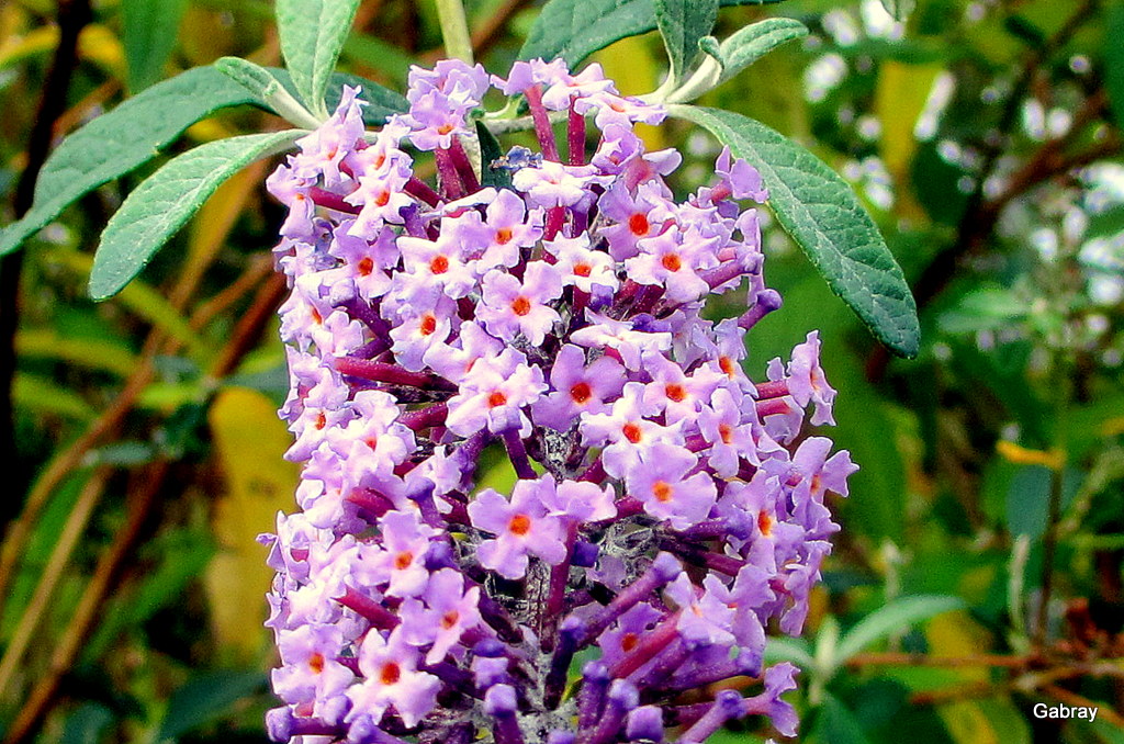 En Tolosan Des Fleurs Buddleia